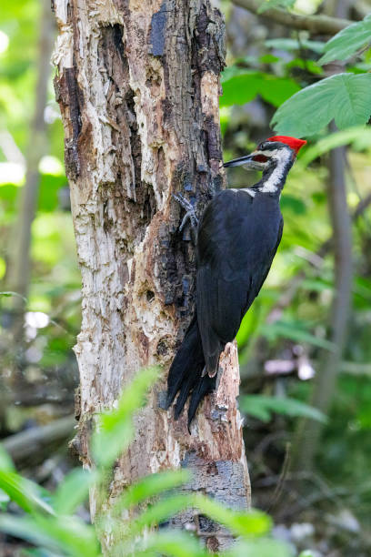 istock Pileated Woodpecker bird 2203468261