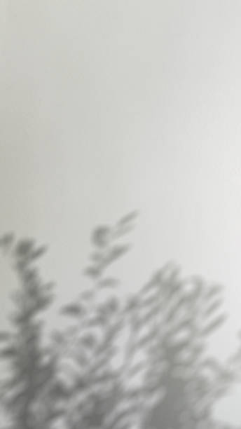 istock Abstract silhouette tree branchs on white wall in the evening sunlight background, beautiful natural sun rays leaves shade waving in morning wind, blur bokeh plant shadow light in sunset spring nature 2203468962
