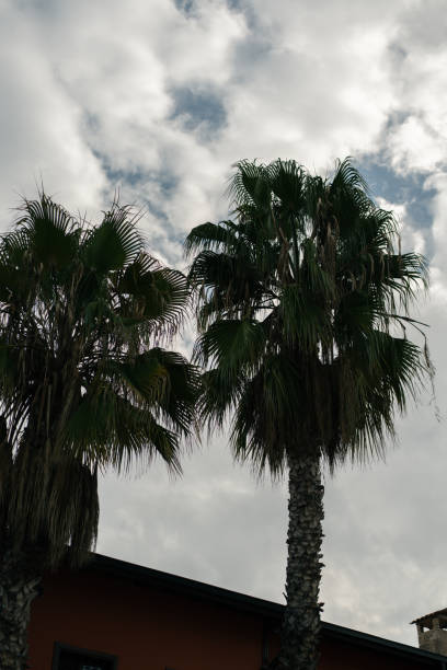 Two palm trees rising towards a cloudy sky in antalya, turkey, evoke a tranquil mediterranean atmosphere