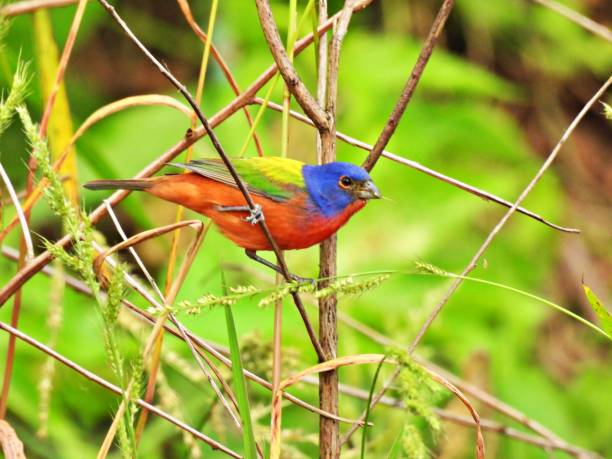 istock Painted Bunting (Passerina ciris) - male perched on branch 2203475279