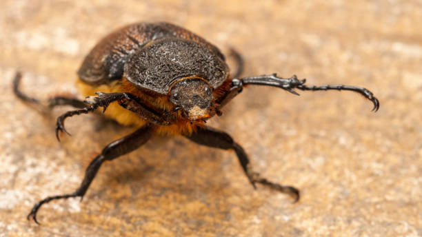 istock Macro Shot of a Dark Brown Beetle with Textured Exoskeleton 2203475773