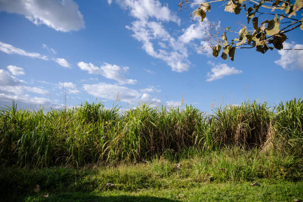 Sugarcane plantation in El Salvador. No people, focus on plants with copy space.