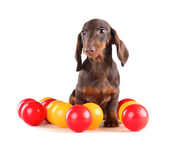 Brown dachshund puppy sitting on white background and playing with colorful balls