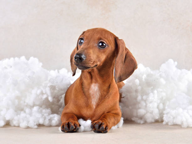 istock Cute dachshund puppy in clouds 2203478447