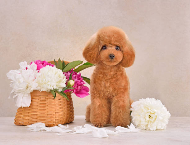 istock ute toy poodle sitting with flowers 2203478561
