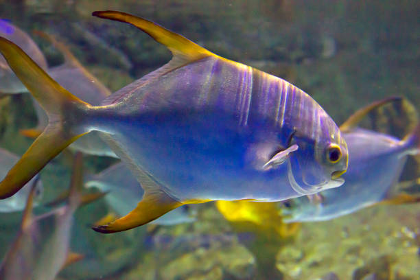 trachinotus falcatus Fish living in oceans, seas and lakes. different types of fish in aquariums and artificial pools. the life force of water