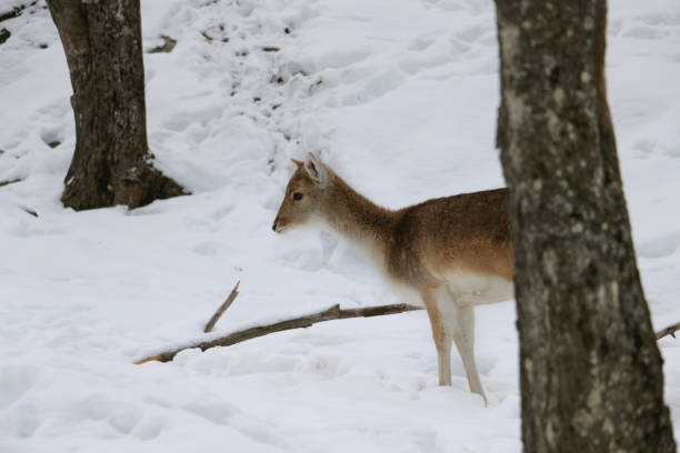 Winter landscape with Mouflon - Ovis aries musimon. There is snow on the meadow and it is snowing in the landscape