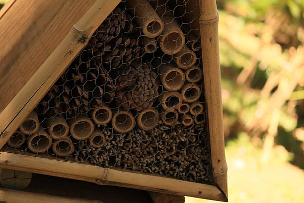 istock Wooden Insect Bee House 2203479366