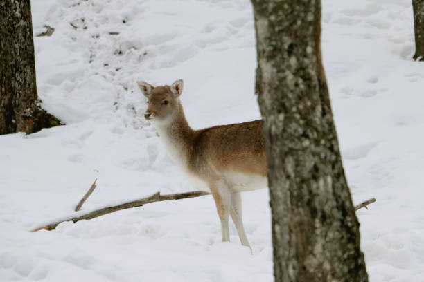 istock A Lone Deer in the Winter Forest 2203479377