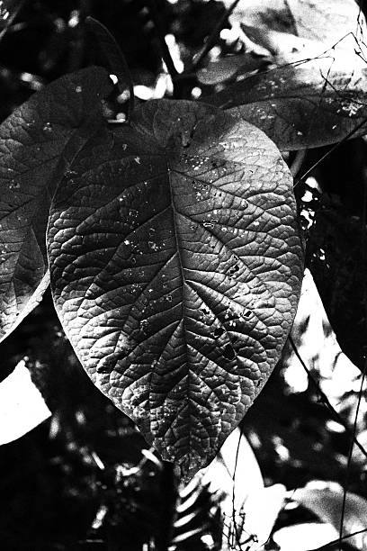 Just a Leaf. Monochromatic Black and White Tones