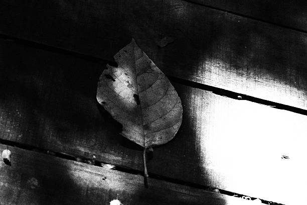 istock Fallen Leaf on a Wooden Deck. Monochromatic Black and White Tones 2203480590