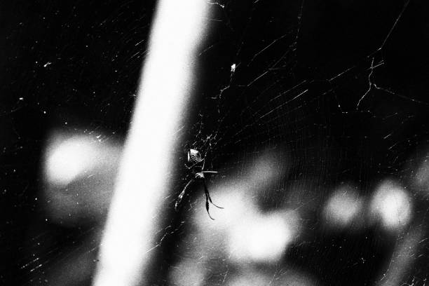 Spider in its Web. Monochromatic Black and White Tones