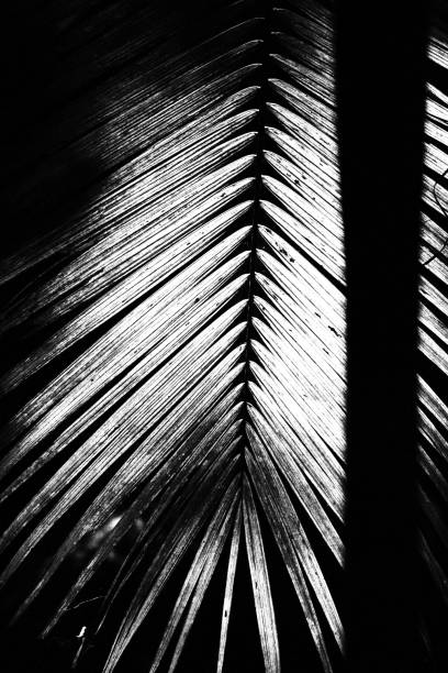 Palm Leaf.  Monochromatic Black and White Tones