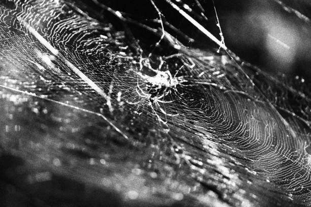istock Spider in its Web. Monochromatic Black and White Tones 2203480706