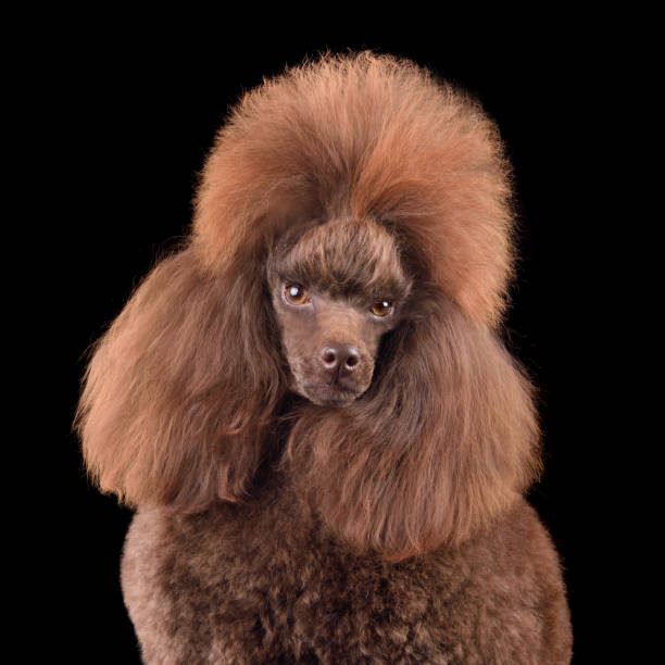 istock Portrait of brown poodle 2203480729