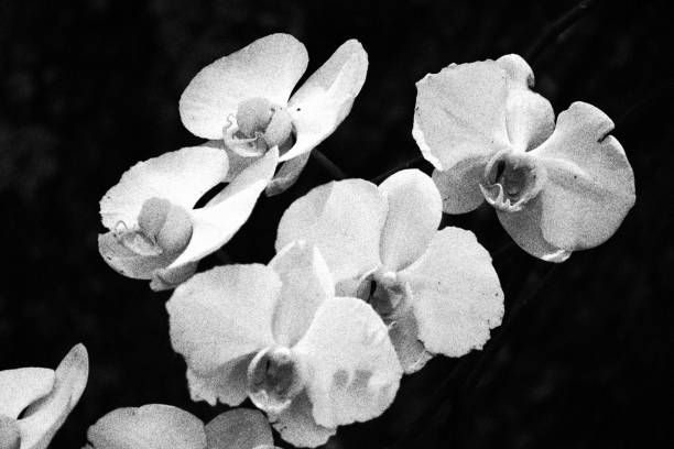 istock Orchir. Monochromatic Black and White Tones 2203480746