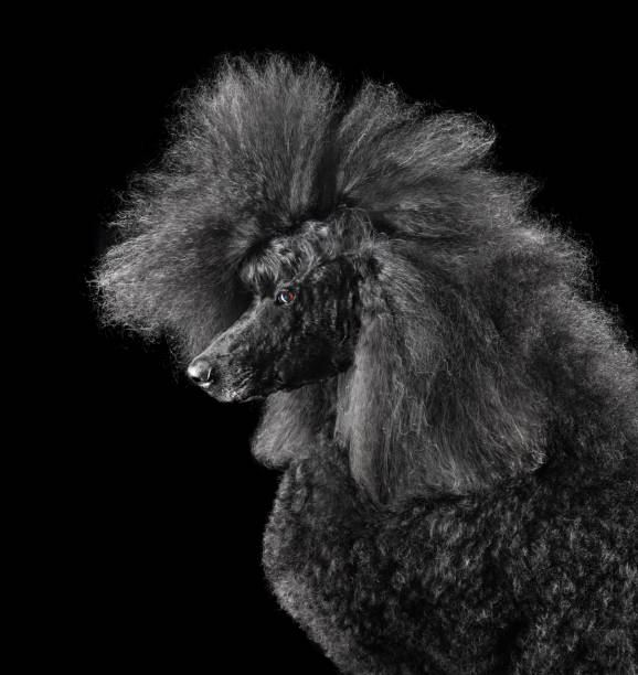 istock Studio portrait of beautiful standard poodle 2203480756