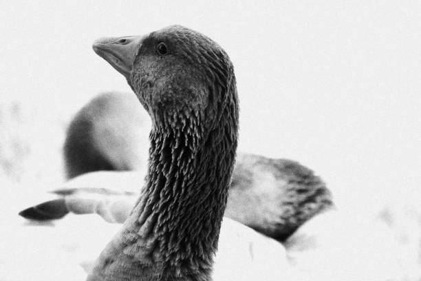 istock Duck. Monochromatic Black and White Tones 2203480782