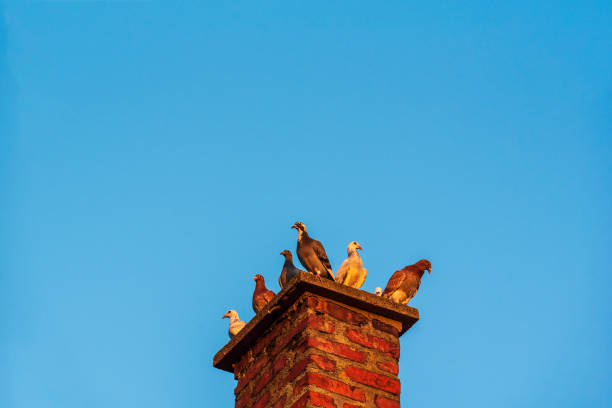 Pigeons flying blue sky