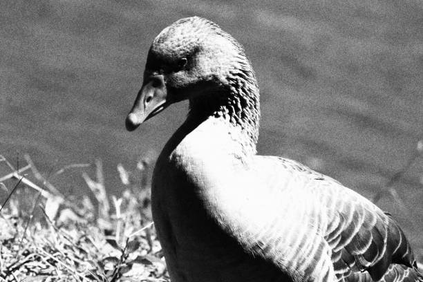 istock Duck. Monochromatic Black and White Tones 2203480801