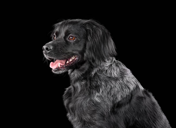 istock Studio portrait of beautiful Brittany dog 2203480825