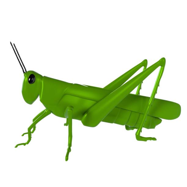 istock 3D rendering of a vibrant green grasshopper on white background 2203480875
