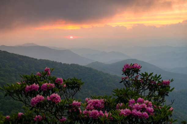 istock blooming mountain laure, blue ridge parkway, north carolina 2203481102
