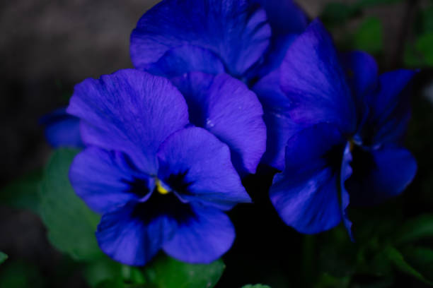 small flowers on a flower bed