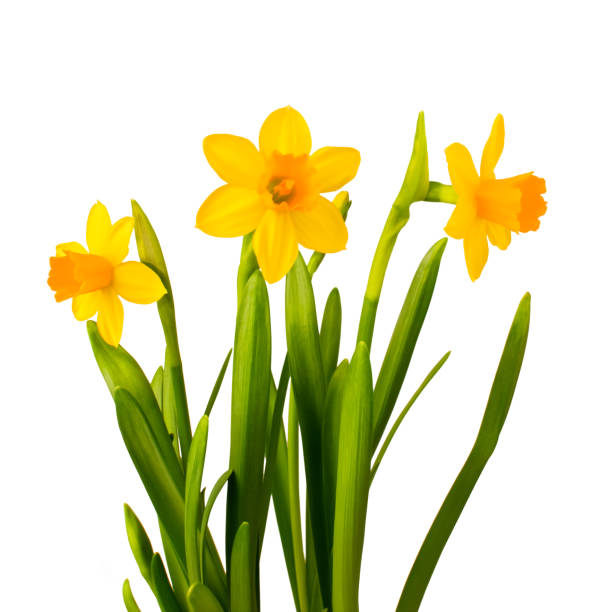 istock Bouquet of daffodils isolated on white background. cutting contour 2203481940
