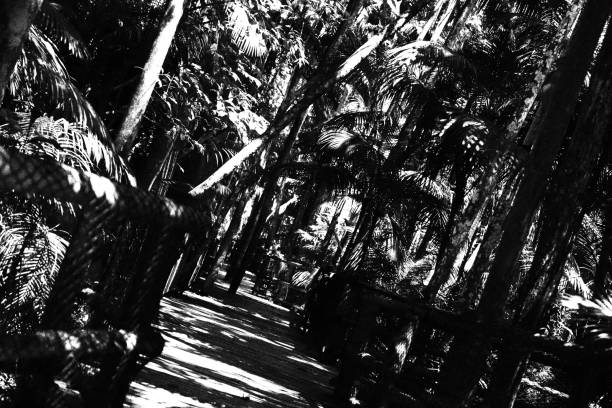 Path with Trees. Monochromatic Black and White Tones