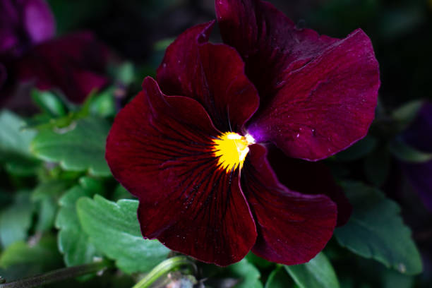 istock small flowers on a flower bed 2203482107