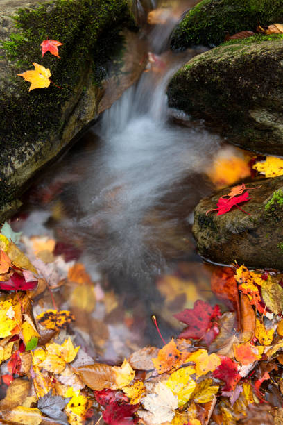 fresh water and spent autumn leaves flowing through moss covered rocks deep in the blue ridge mountains of north carolina