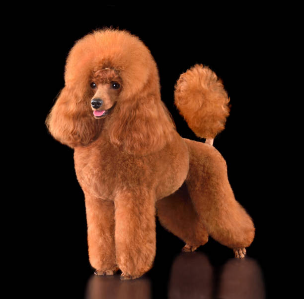 istock Beautiful red toy poodle 2203482424