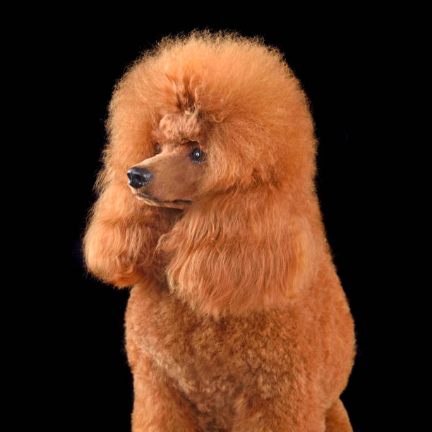 istock Portrait of red toy poodle 2203482441