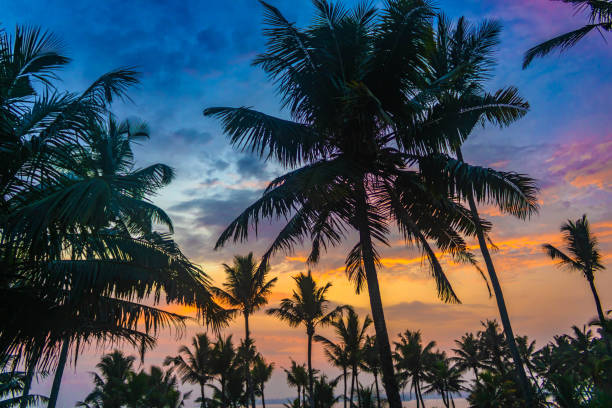 istock Sunset at Weligama beach, palm trees, Sri Lanka 2203484004