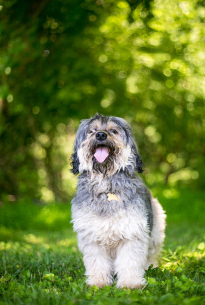 istock A scruffy Bearded Collie x Schnauzer mixed breed dog with a happy expression 2203484234