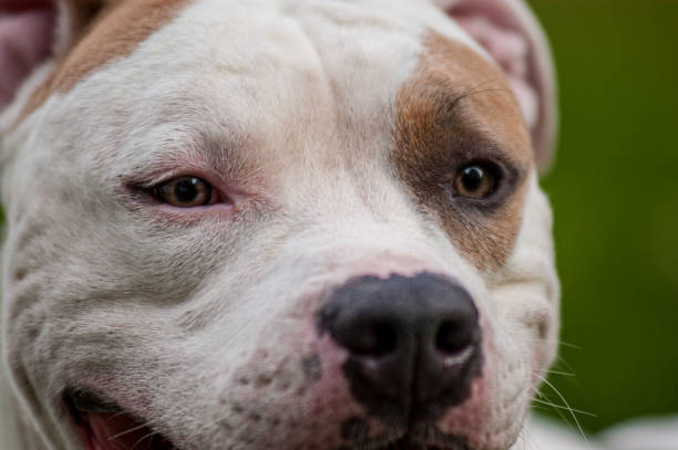 istock close-up of pit bull terrier face.. 2203484411