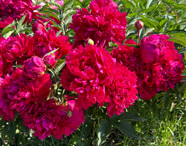 istock Beautiful peonies blooms in garden. 2203485520