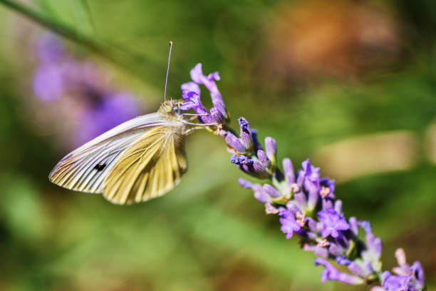 Yellow butterfly pollinates lavender flower on blurred meadow.