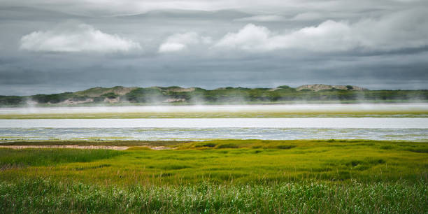 Fresh green yellow grass and bay swamp. Dark cloudy sky and water