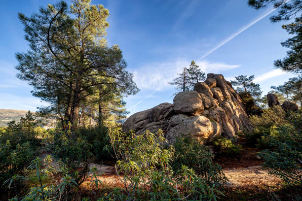istock Rich, pines and rockrose 2203489874