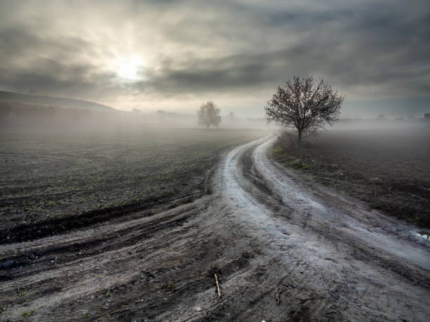 istock Path with almond trees and fog 2203490561