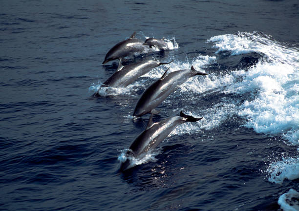 istock Baby Dolphin among  a Pod of Dolphins 2203492356