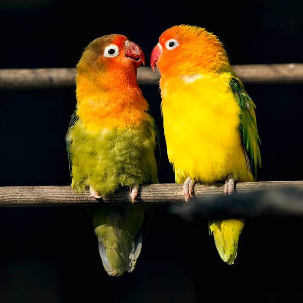 istock Pair of Lovebirds Standing Close Together 2203492389