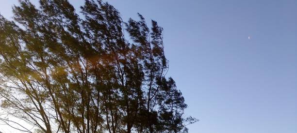sunset photography in the tree