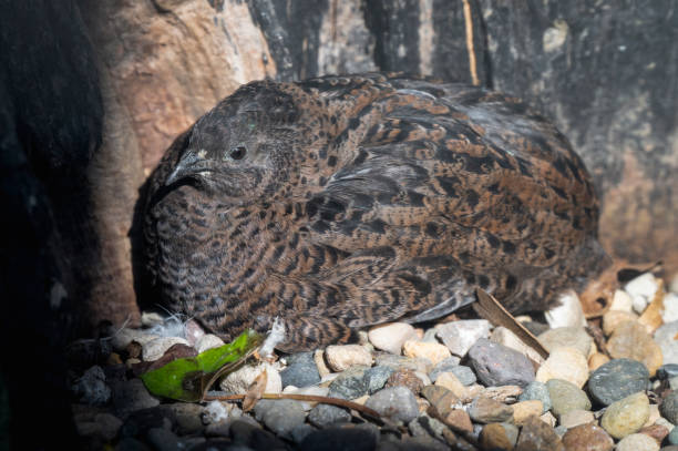 istock Japanese Quail Resting on the Ground 2203492719