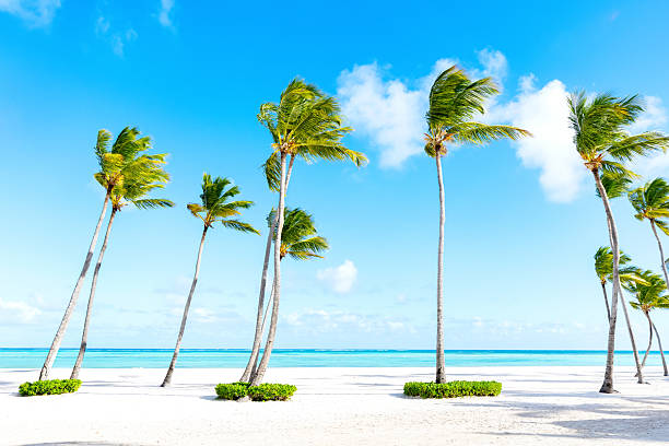 istock Peaceful ocean view scene with palms and white sand. 2203493823