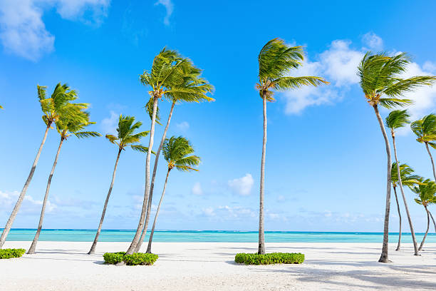 istock Peaceful ocean view scene with palms and white sand. 2203493824