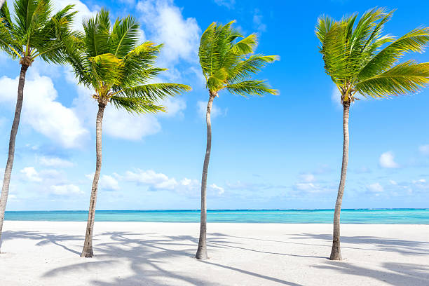 istock Peaceful ocean view scene with palms and white sand. 2203493827