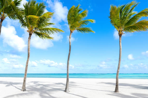 istock Peaceful ocean view scene with palms and white sand. 2203493851